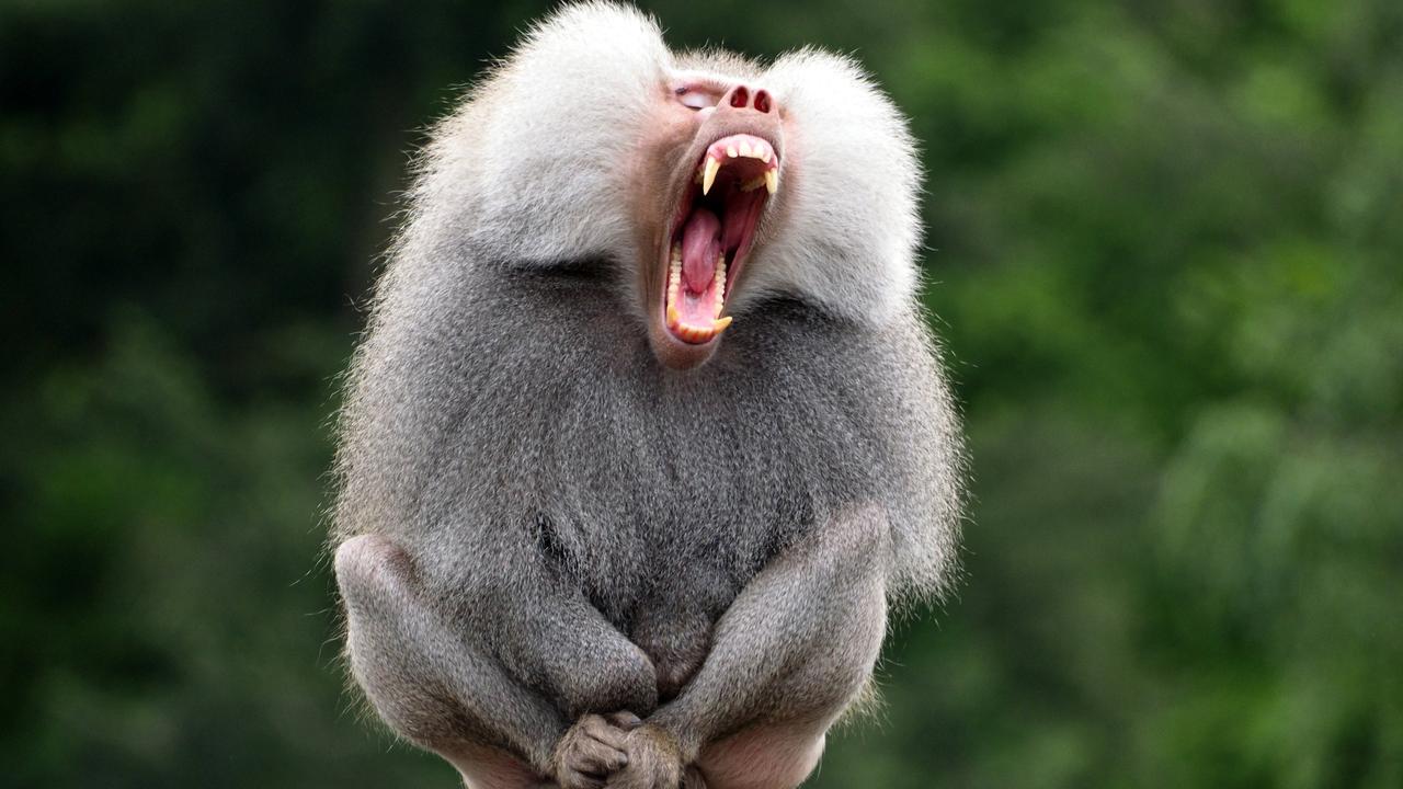 A photo we like of a male baboon, though not the one that escaped in Sydney. Picture: iStock