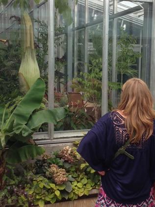 The corpse flower is drumming up quite the interest in Denver.