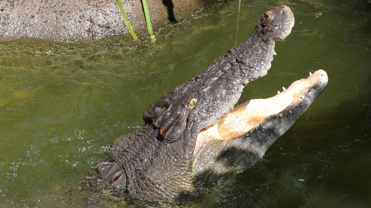 Clairvoyant croc tips surprise result in Qld election