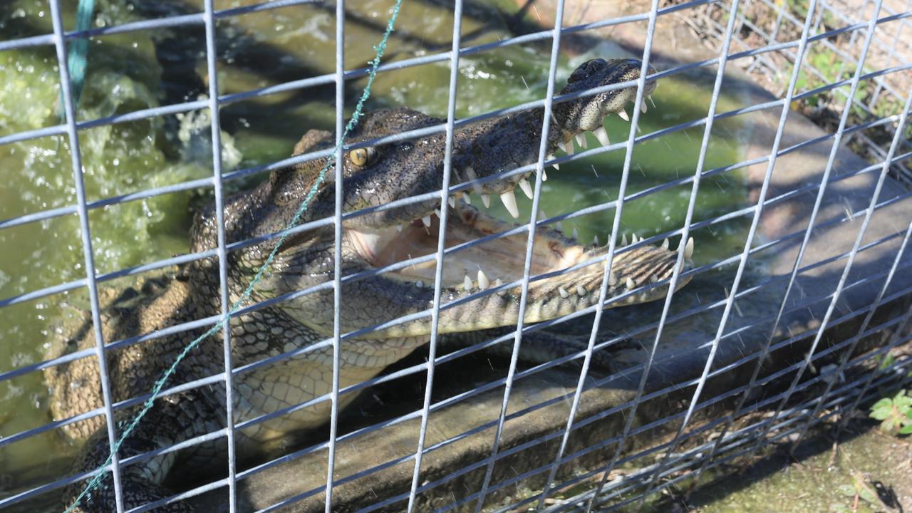 Wild crocodile egg harvest on Cape York to help Queensland Indigenous  community - ABC News