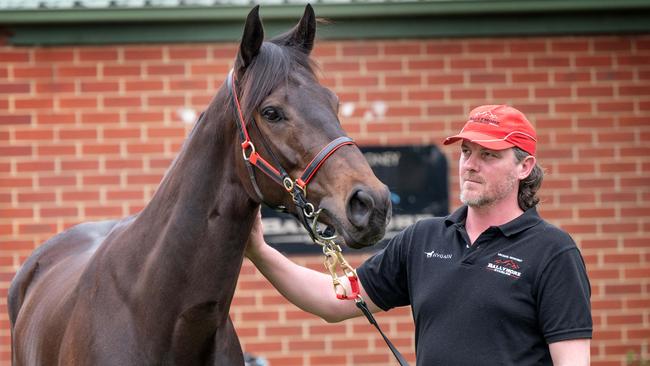 Tokorangi’s Flemington-based trainer Mike Moroney used Medicare for Horses to get her screened, preventing potential injury. Picture: Tony Gough