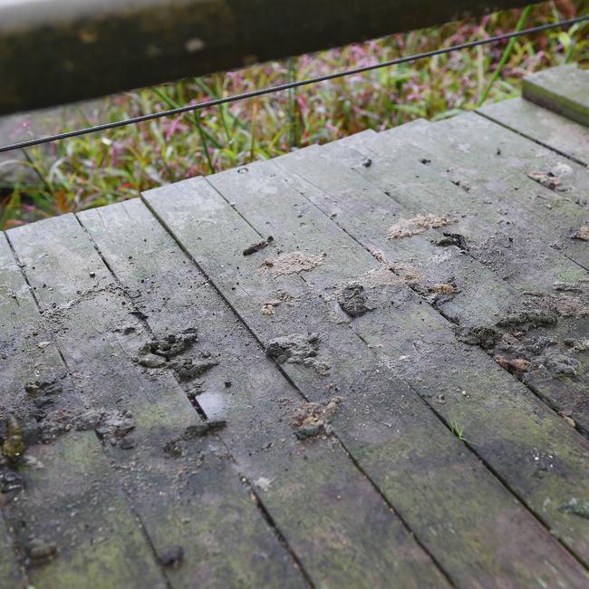 Neighbours say duck poo just sits in the park’s pergola “for weeks”. Picture: Josie Hayden