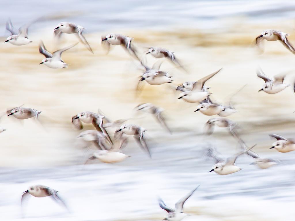 GDT Nature Photographer of the Year 2016 2nd place: Ramón Döscher (Germany) - wiper and away