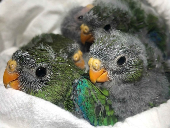 New research shows one of the world's rarest birds, the orange-bellied parrot, remains at severe risk of extinction despite decades of intensive conservation work in their Tasmanian breeding range. Picture: ANU