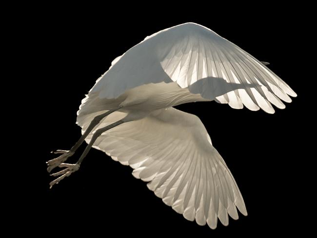 A camera shy Little Egret. Picture: Sienna Anderson/Bird Photographer of the Year