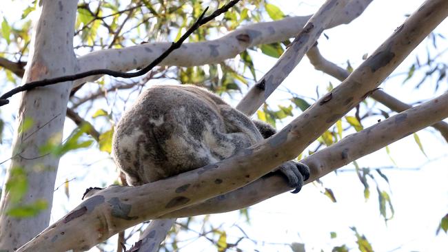 Koalas at Arundel Hills. Picture by Richard Gosling.