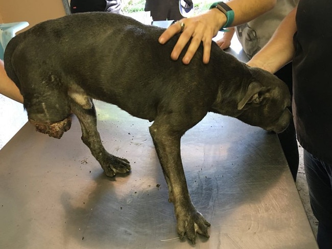 This staffy appeared to have a crudely amputated leg. Picture: RSPCA Queensland