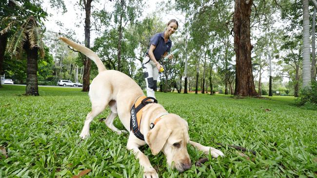 Biosecurity Queensland dog handler Carla Liebersbach puts Golden Labrador Ziggy through his paces sniffing out electric ants. Picture: Brendan Radke