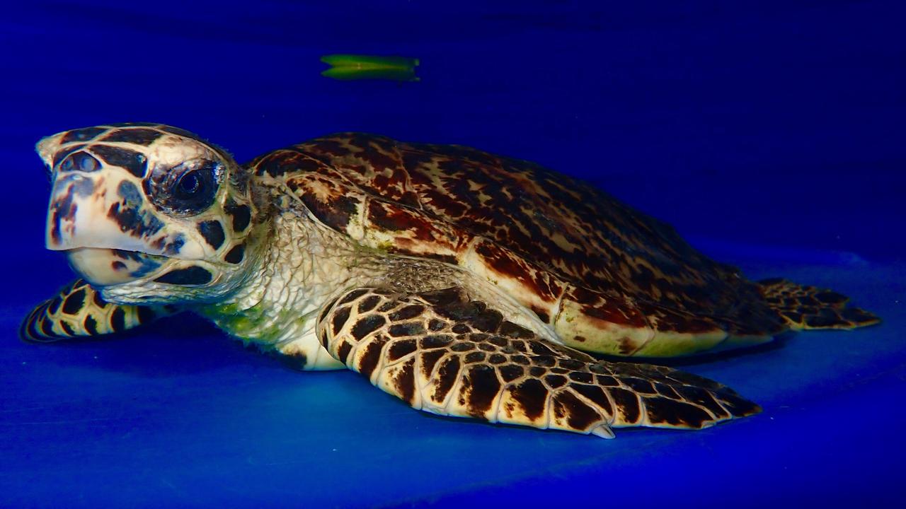 Push for turtle rehab centre on Capricorn Coast