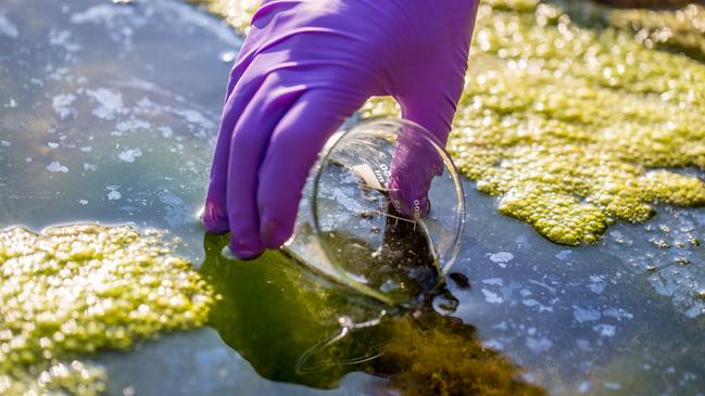 The wastewater samples were obtained during the New Year’s period were festivals and partying rates increased. Picture: iStock