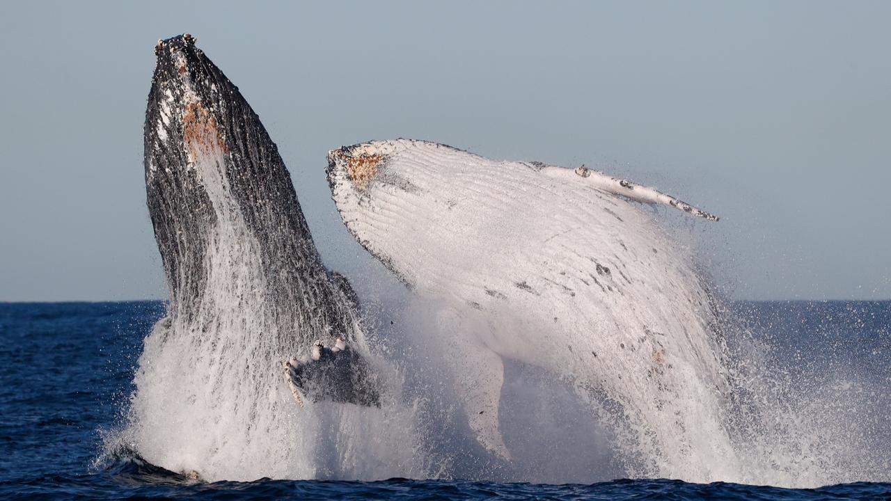 sperm whale breaching