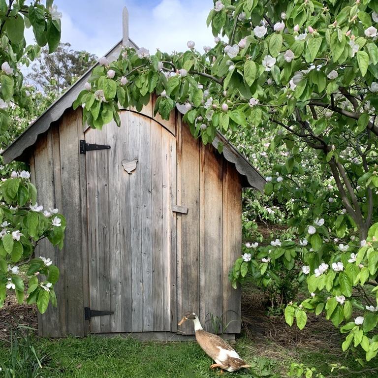 Garden at Fairy Wren Cottage in Tasmania. Picture: Jude Van Heel