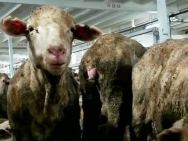 60 Minutes live export: Footage shows sheep being crushed  —  Australia's leading news site