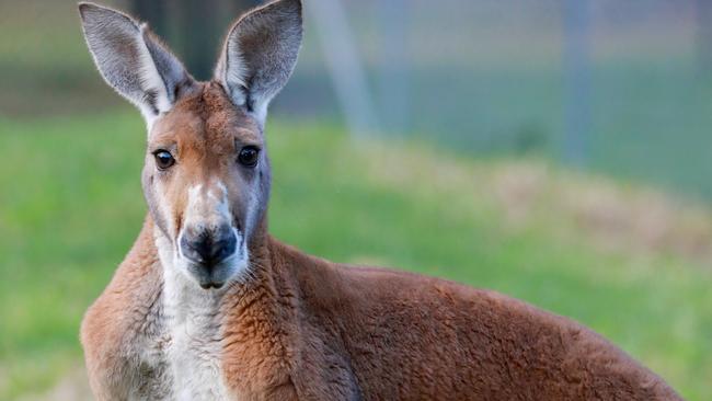 WENTWORTH COURIER/AAP.  Kangaroo inside Central Gardens in Merrylands. Merrylands, Monday 24 June, 2019. New sugar gliders now have a home in the newly built Nocturnal House inside Central Gardens. They will live alongside brush tail and ring tail possums. (AAP IMAGE / Angelo Velardo)