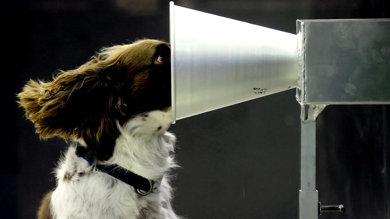 English springer spaniel Floki taking part in Covid-19 detection training at the University of Adelaide. Picture: Kelly Barnes