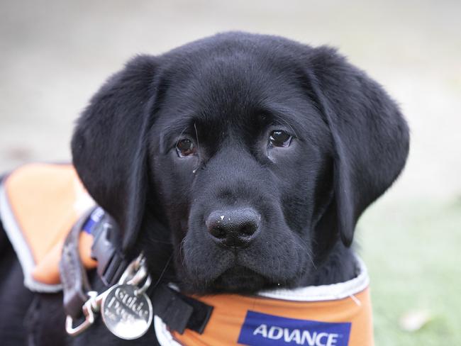 Guide Dog puppy Quasi (12 weeks old). Picture Chris Kidd