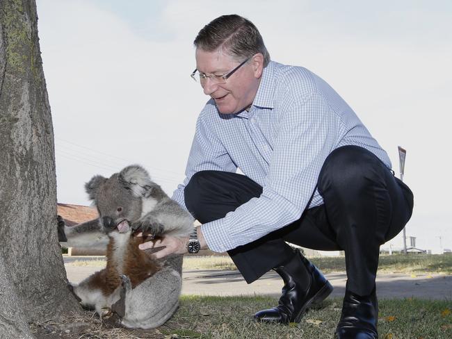 Denis Napthine stops his early morning media rounds to check on a young koala's condition after being on the road in Portland.