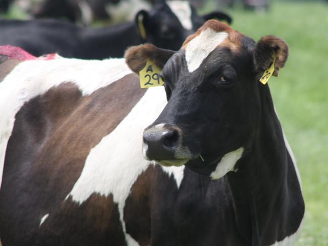 Future Ready Dairy Systems field day at the Chilver's family Oakdene property near Symmons Plains in the Northern Midlands, a cow at Oakdene