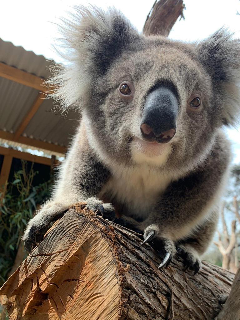 Koalas were listed as an endangered species in 2022. Picture: Supplied.