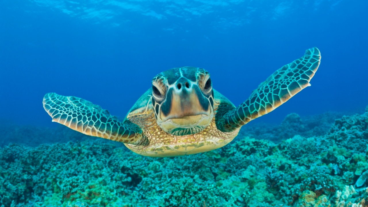 Great barrier reef green sea turtle population almost entirely female ...