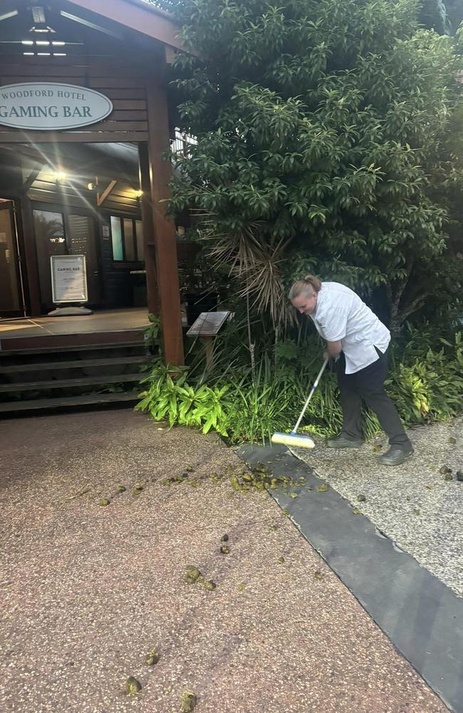 Woodford Hotel staff cleaning up horse droppings outside their venue. Picture: Facebook/Woodford Community Information Page