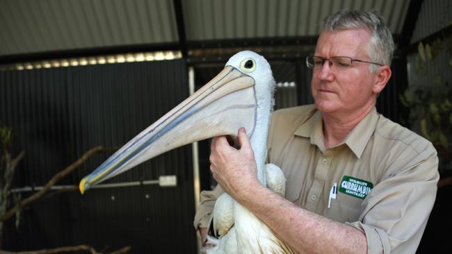 Currumbin Wildlife Sanctuary senior vet Michael Pyne with the pelican being treated for Botox poisoning. Photo: Steve Holland