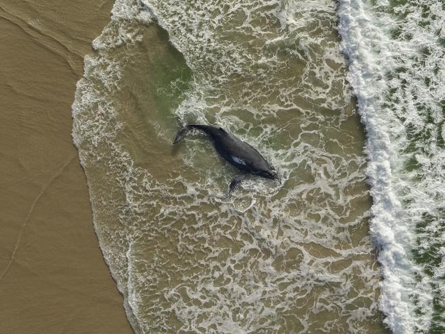 A young humpback whale died after becoming beached at Lennox Head. Picture: Craig Parry.