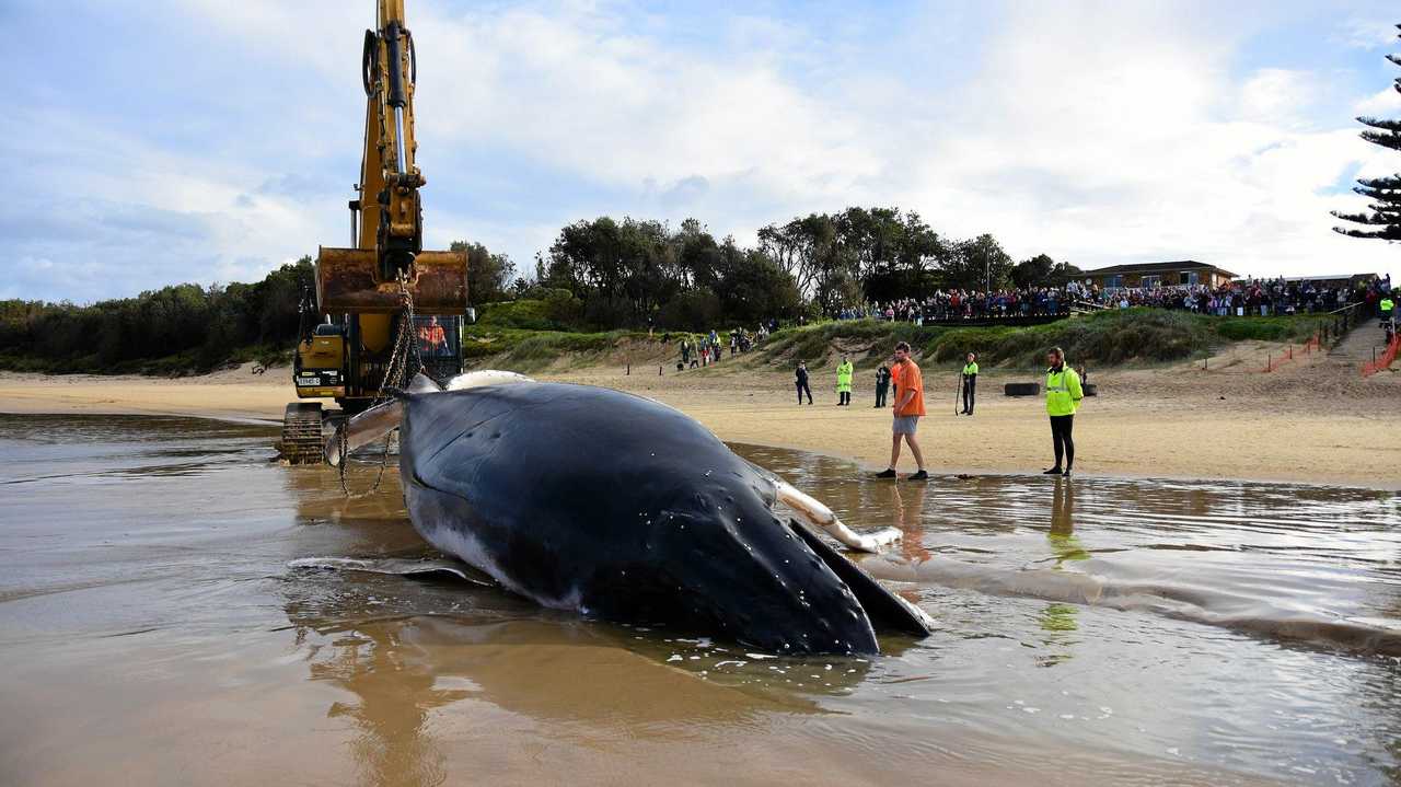 Whale carcass beach burials are ‘safe’ | Daily Telegraph