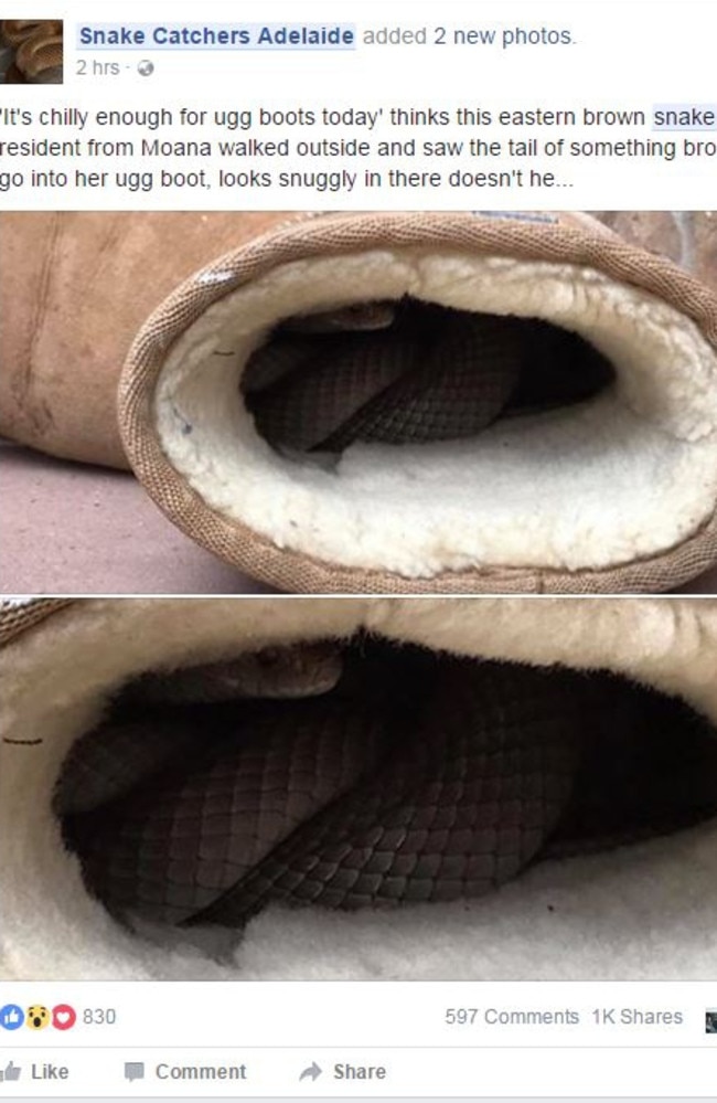 A post on Snake Catchers Adelaide’s Facebook page.