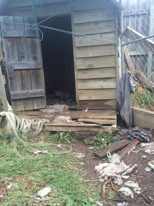 The shed that Jewel and her puppies lived in.