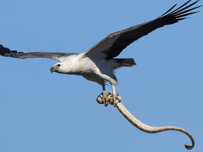 White-bellied sea eagle captures a huge sea snake. Picture - Sunshine Coast photographer Glen Vidler.