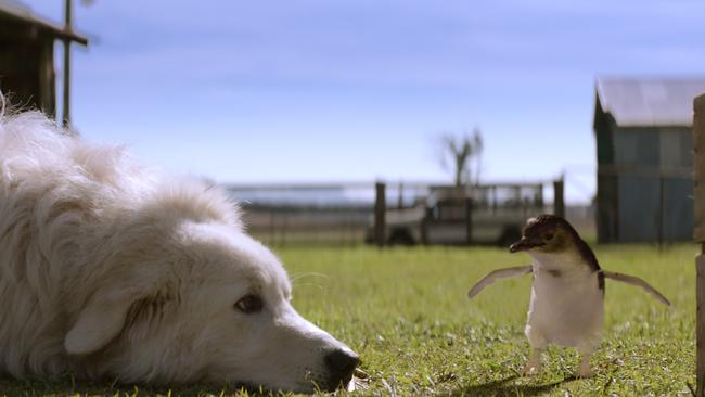 Oddball, which stars Shane Jacobson, is based on the true story of a maremma sheepdog who saves a colony of little penguins.