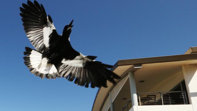 The evil North Burleigh magpie, known as Hitbird. Picture Glenn Hampson