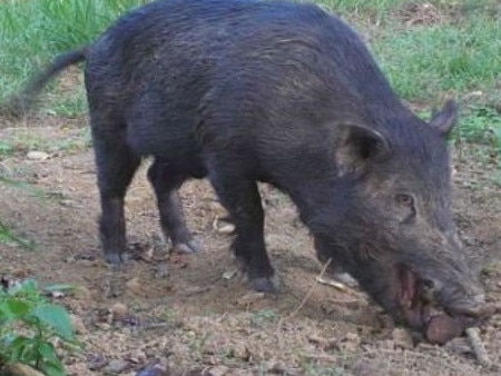 PIG ATTACK: A man was attacked by a wild pig (not pictured) on his birthday.