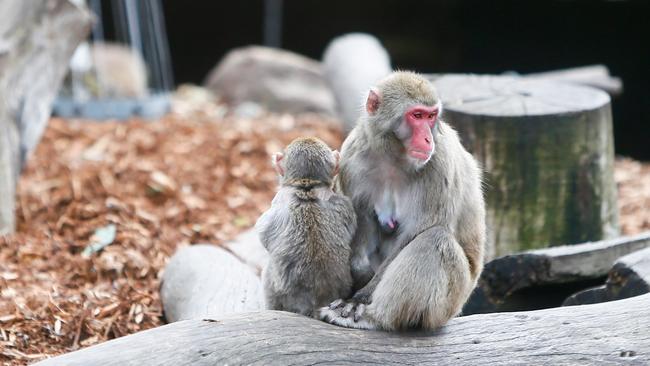 City Park Monkeys Launceston. Japanese Macaque. Picture: PATRICK GEE