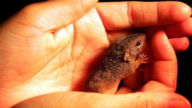 A five week old yellow-footed antechinus at Currumbin Wildlife Sanctuary.