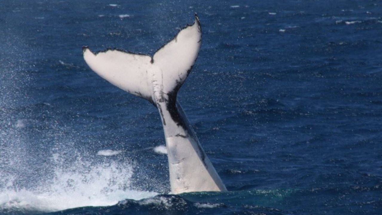 First Whales Of Season Spotted Off Gold Coast 