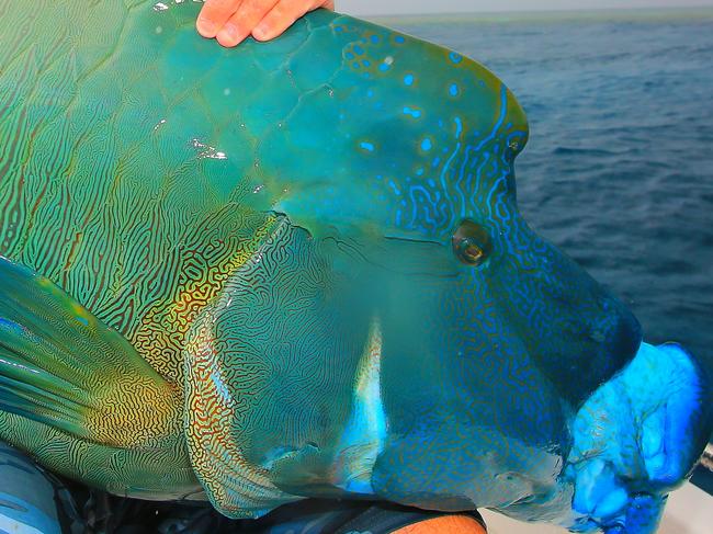 Gone Fishing with Al Mcglashan . Al Mcglashan Fishing Column. Al cracks the big time scoring the coveted Napoleon wrasse on his recent adventure to New Guinea.