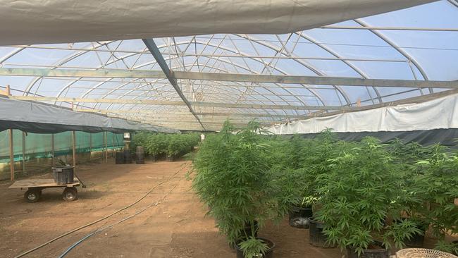 There were six greenhouses allegedly used to cultivate the cannabis. Picture: NSW Police Force.