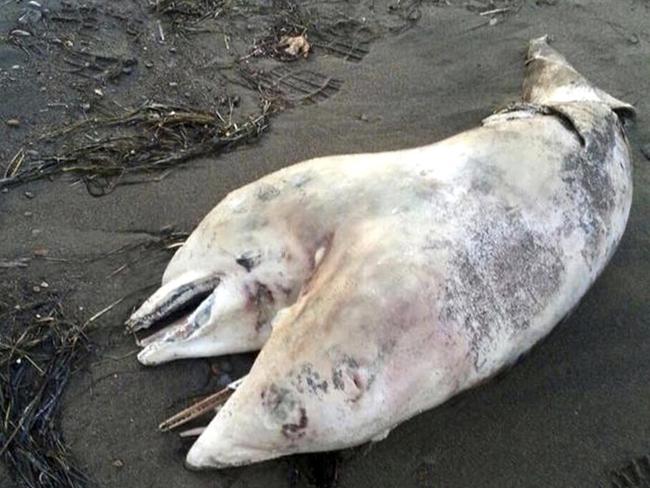 The conjoined dolphin taken by Tugrul Metin, while he was vacationing during the first few days of August 2014, in the Aegean Sea coastal town of Dikili, Izmir province of Turkey.