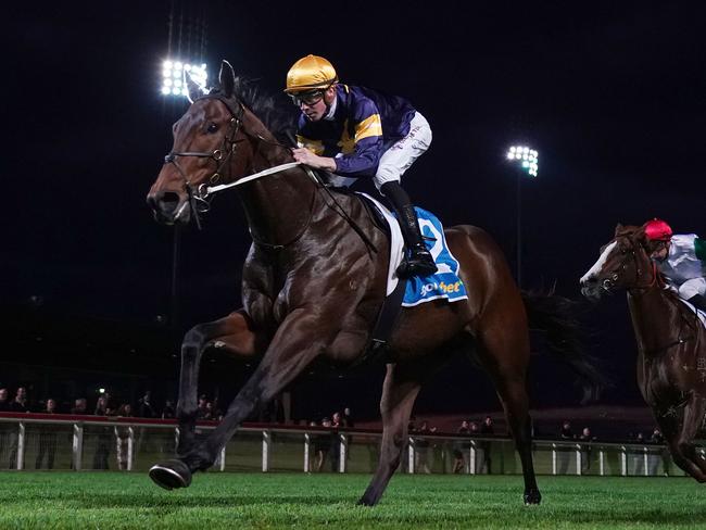 Promising import New Sovereign can get back to winning ways when he steps out at Sale on Tuesday. Picture:  Racing Photos via Getty Images.