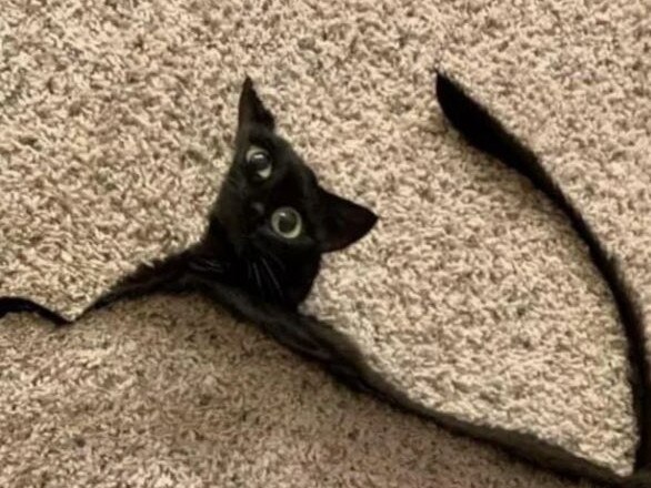 A cat found its bottom half hauntingly chopped off, but thankfully only in the botched photo. Picture: Reddit.