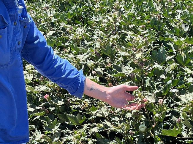 Ella Park from Deniliquin inspects some of the spray drift damage caused by 2,4-D to their cotton crop, where yield losses of up to 40 per cent have been seen.