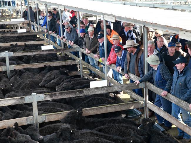 Warrnambool’s open auction proved more profitable for the lighter cattle on offer than the previous day’s sale at Hamilton, but lacked a large offering of heavy black steers. Picture: Andy Rogers