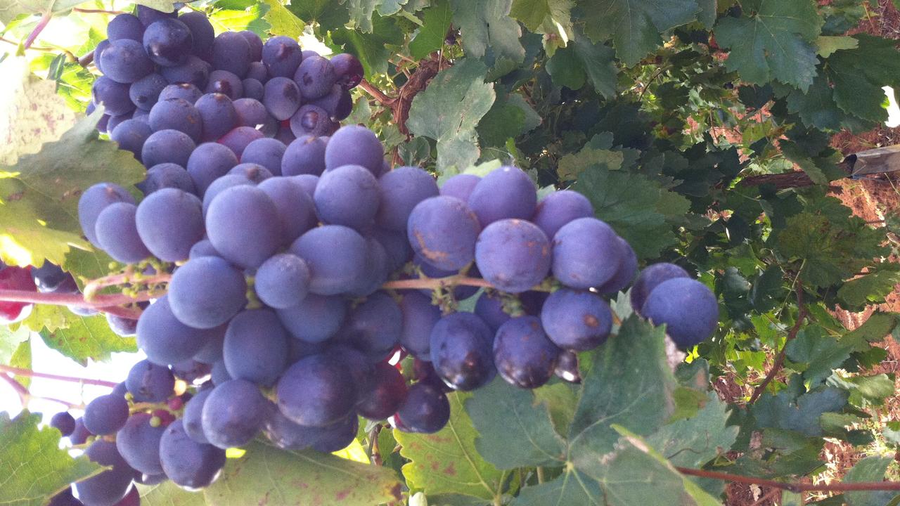 Grape growers seek compensation after spraying wrongly labelled ...