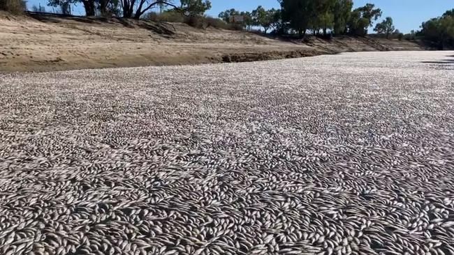 Dead fish floating down the Darling River at Menindee.