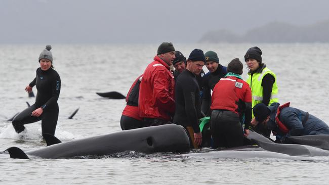 Rescuers work to save about 270 pilot whales stranded near Strahan in Tasmania. Another 200 more stranded whales were found on Wednesday. Picture: Brodie Weeding/The Advocate/AFP