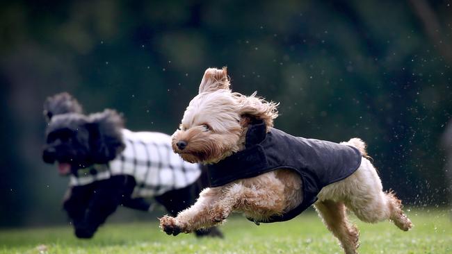 Dogs will be officially free to roam large swathes of the park. Picture: Toby Zerna