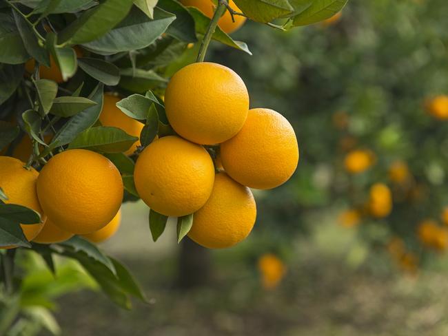 Orange trees, close up. Fruit trees Istock.