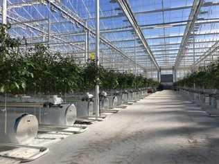 An example of a greenhouse for the cultivation of tomatoes by designer and manufacturers of sustainable greenhouses, Kubo, who is to design the medicinal cannabis greenhouse coming to Casino. Picture: JASMINE BURKE